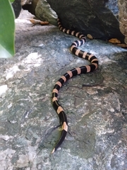 Laticauda saintgironsi