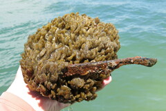 Hymeniacidon heliophila