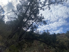 Pseudotsuga macrocarpa