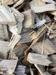 Scotophaeus blackwalli