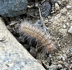 Hyphantria cunea