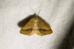 Isturgia arenacearia