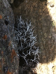 Thamnolia vermicularis