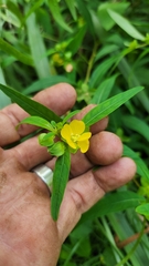 Ludwigia alternifolia