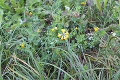 Lotus corniculatus