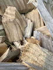 Scotophaeus blackwalli