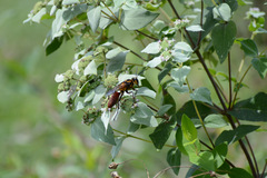 Sphex habenus
