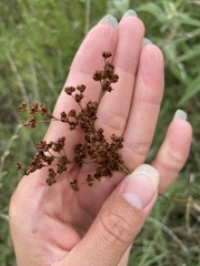 Juncus