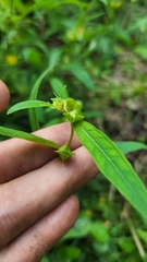 Ludwigia alternifolia