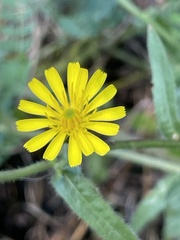 Lapsana communis