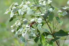 Sphex habenus