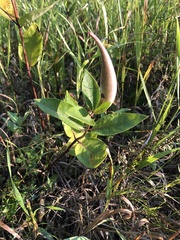 Asclepias ovalifolia