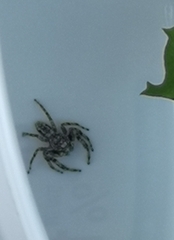 Platycryptus undatus