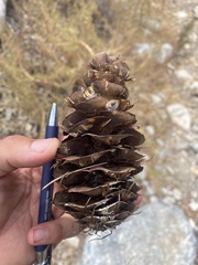 Pseudotsuga macrocarpa