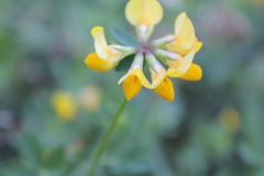 Lotus corniculatus