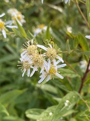 Doellingeria umbellata