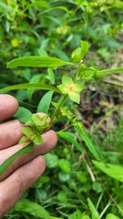 Ludwigia alternifolia