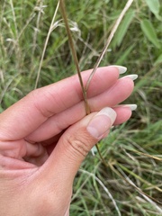 Juncus
