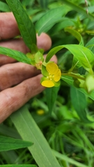 Ludwigia alternifolia