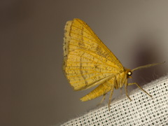 Isturgia arenacearia