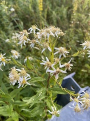 Doellingeria umbellata