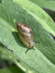 Succineidae