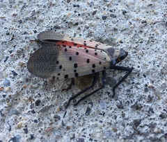 Lycorma delicatula
