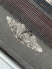 Biston betularia