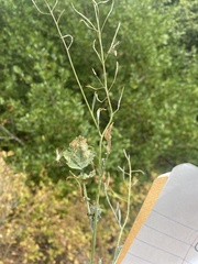 Brassica fruticulosa