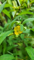 Ludwigia alternifolia