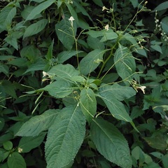 Impatiens parviflora