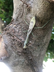 Stagmomantis carolina