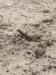 Aspidoscelis gularis