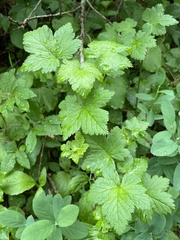 Ribes laxiflorum