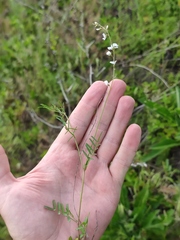 Astragalus austriacus