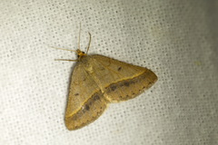 Isturgia arenacearia