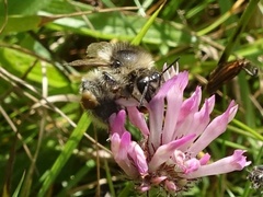 Bombus sylvarum