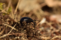 Timarcha goettingensis