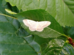 Idaea biselata