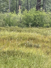 Eriophorum virginicum