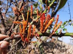 Phragmanthera usuiensis