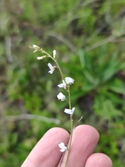 Astragalus austriacus