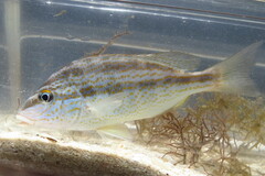 Orthopristis chrysoptera