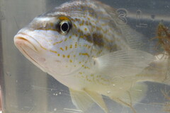 Orthopristis chrysoptera