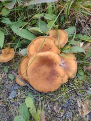 Armillaria gallica