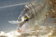 Orthopristis chrysoptera