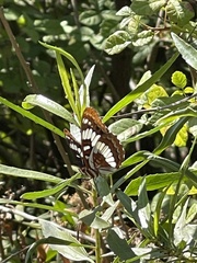 Limenitis lorquini