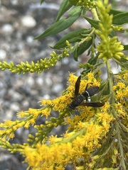 Polistes fuscatus