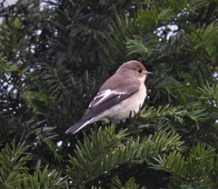 Ficedula hypoleuca