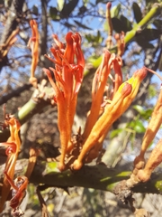 Phragmanthera usuiensis